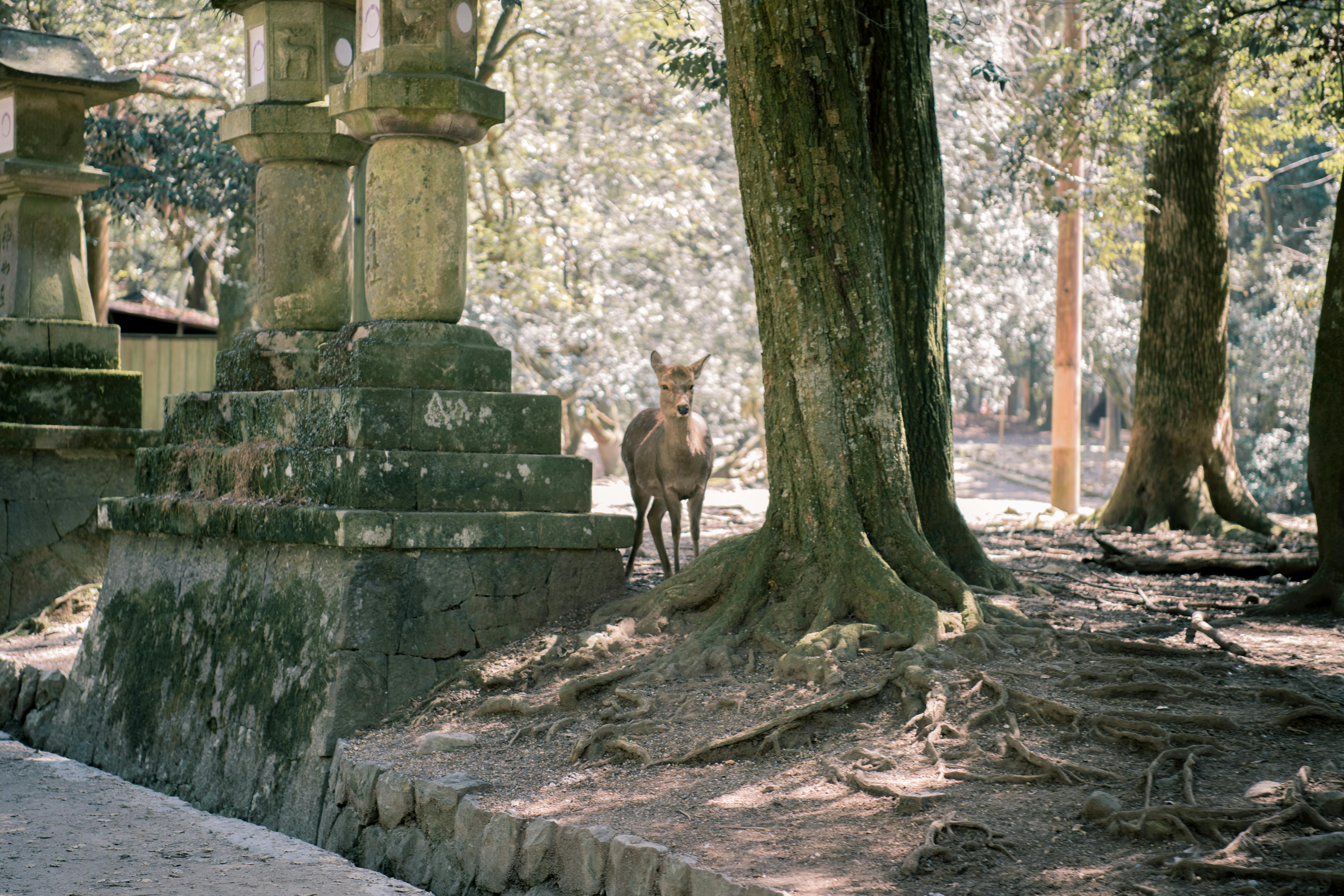 A deer standing gracefully in the center of a lush green forest, surrounded by trees and dappled sunlight\