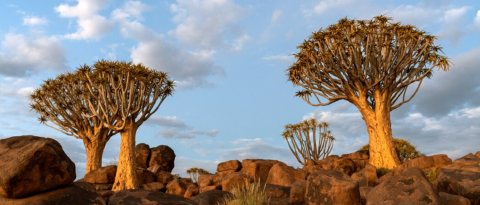 Socotra Island, Yemen